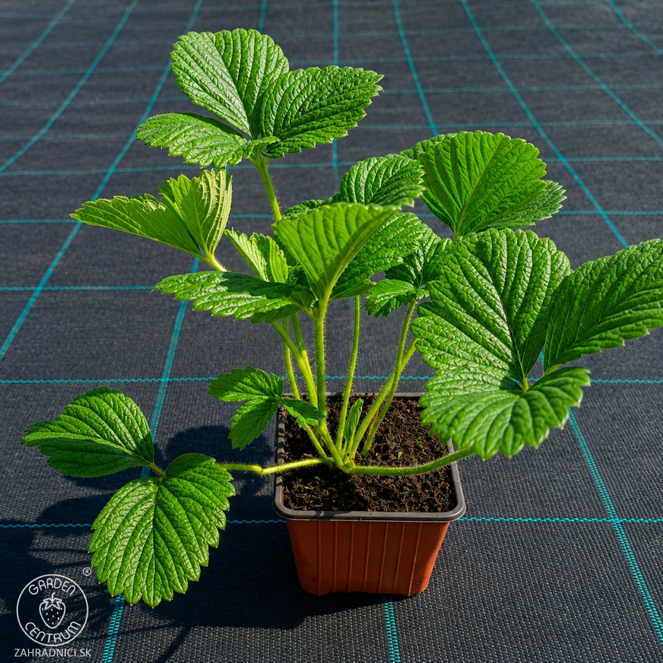 Obrázok Jahoda ananásová - Pineberry (Fragaria × ananassa) ´SNOW WHITE´ - P9